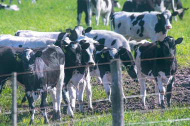 Arjantin 'deki yeşil alanda inekler otluyor.