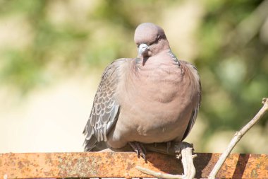 Picazuro güvercini kırmızı paslı bir çubuğa tünemiş.