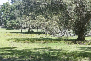 Arjantin 'deki manzara, çayır ve ağaçlar