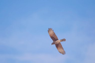 Mavi gökyüzünde uçan Chimango caracara