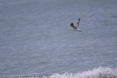 mavi denizde uçan martı