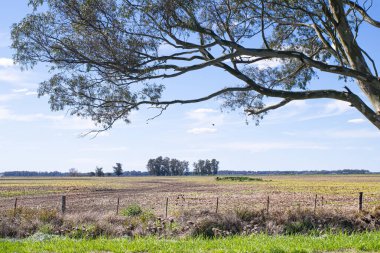 Arjantin 'deki tarım alanları