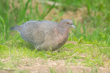 Picazuro dove on the green field clipart