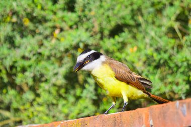 Büyük öpücükler kırmızı bir duvara tünemiş.
