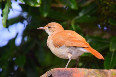 Ovenbird perched on a red brick wall clipart