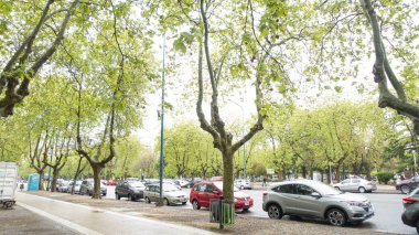 Mar del Plata, Buenos Aires, Arjantin 'de ağaçlı Rocha Meydanı