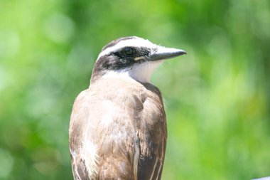 Yeşil bahçede harika bir öpücük.