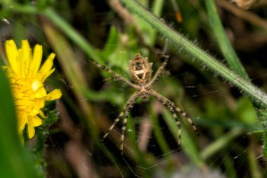 Tiger spider and dandelion flower in the garden clipart