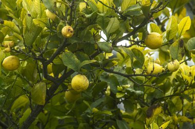 Limon ağacından sarkan doğal limon meyveleri.