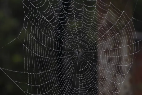 Bahçede su damlaları olan örümcek ağı. 