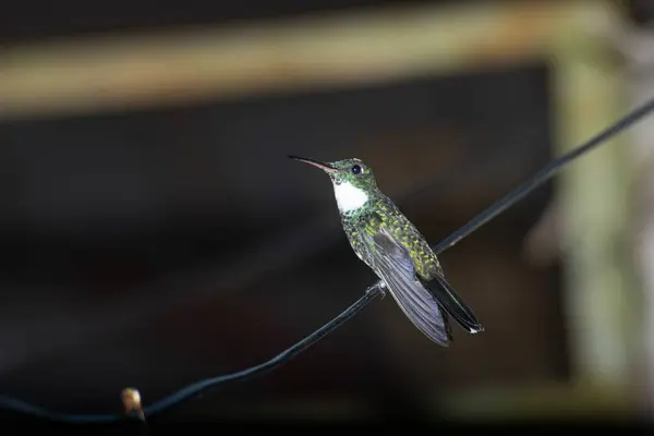 Bahçede, kabloda sinekkuşu