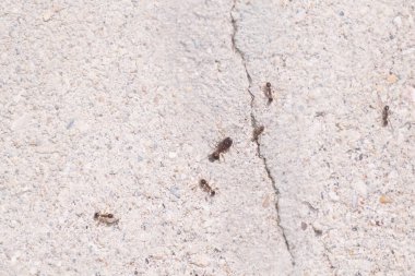 Duvarda Arjantin karıncaları