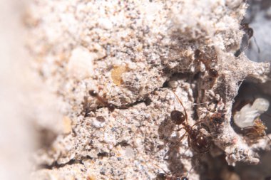 Arjantin karıncaları ve duvardaki yumurtalar