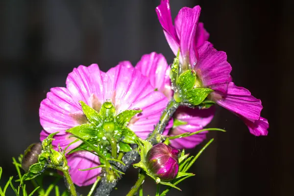 Bahçede mor kozmos çiçeği