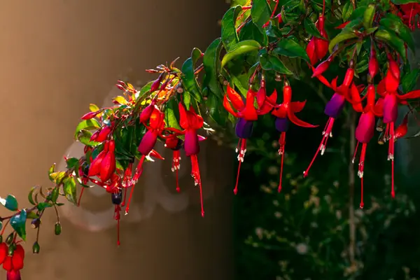 Damlalı Fuchsia çiçekleri 