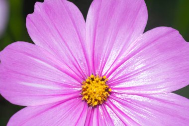 Violet kozmos çiçek açıyor.