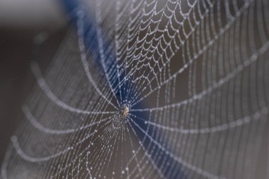 Bahçedeki örümcek ağı.