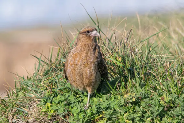 Yeşil çimlerin üzerinde Chimango