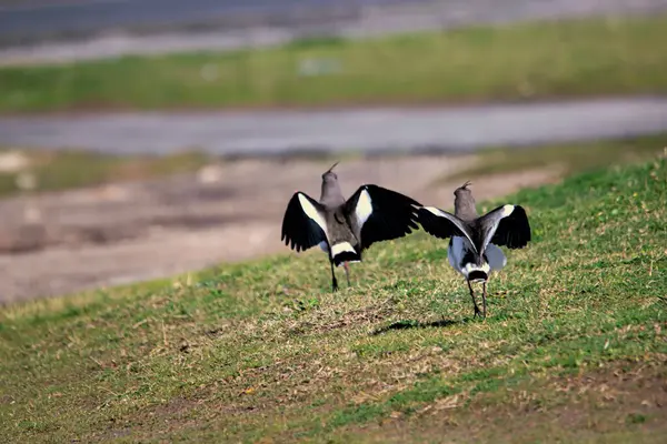 Güney kanatları çimlerin üzerinde