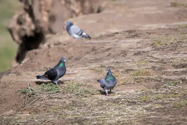 Kaya güvercinleri yerde yürüyor