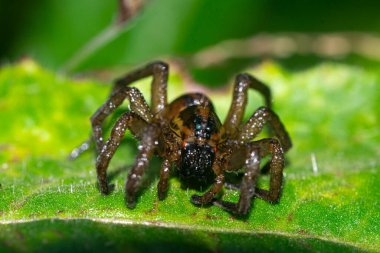 Bahçede, yeşil yapraklı bir örümcek