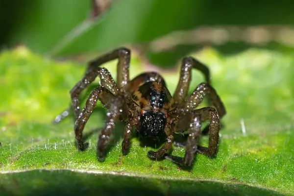 Bahçede, yeşil yapraklı bir örümcek