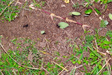 Arjantinli karıncalar yeşil yapraklar alıyor