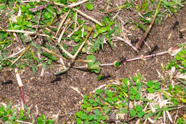 Arjantin karıncaları karınca yuvasına yaprak götürüyor.