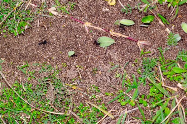 Arjantinli karıncalar yeşil yapraklar alıyor