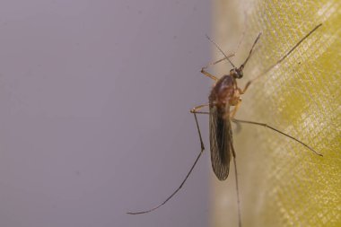 Sivrisinek sarı bir perdeye yapışmış.