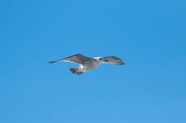 Martı gökyüzünde uçuyor.