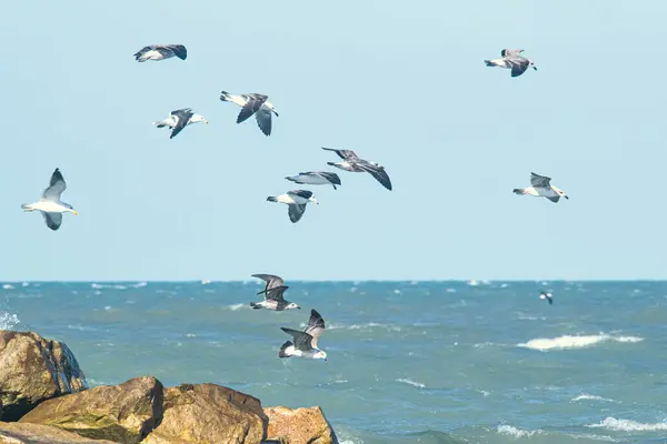 Deniz kıyısında uçan martı sürüsü