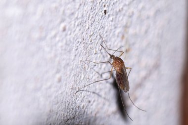 Gri bir duvara tünemiş sivrisinek
