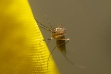 Sivrisinek perdede dinleniyor.