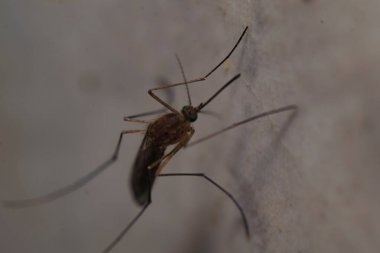 Duvarda dinlenen sivrisinek.