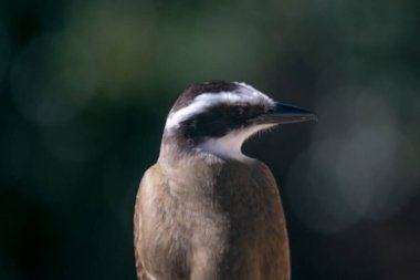 Bahçede harika öpüşüyorlar.