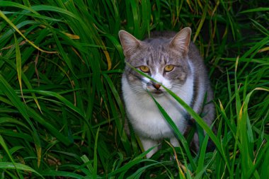 Gri kedi çimlerin üzerinde dinleniyor