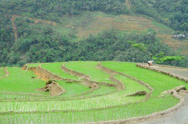 Taze çeltik pirinç terasları olan bir çiftçi, sapa bölgesinin kırsal kesiminde yeşil tarlalar, Lao Cai Eyaleti, Kuzeybatı Vietnam.