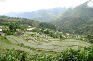 Yağmur mevsimi sapa bölgesindeki pirinç teraslarının havadan görünüşü Lao Cai Eyaleti, Kuzeybatı Vietnam.