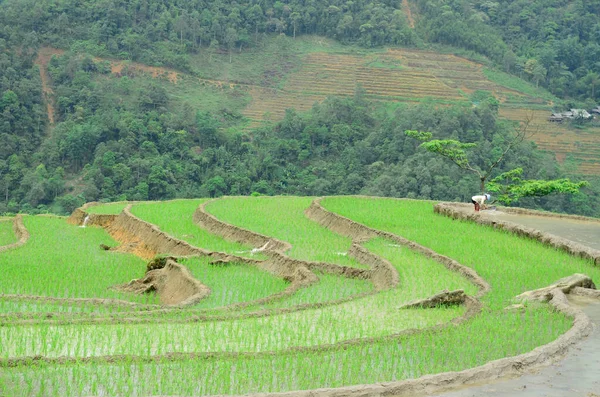 Farmář Čerstvými Rýžovými Terasami Zelenými Zemědělskými Poli Venkově Oblasti Sapa — Stock fotografie