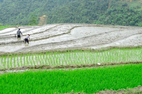 Террасные Рисовые Поля Сезон Сбора Урожая Долина Муонг Хоа Саппа — стоковое фото