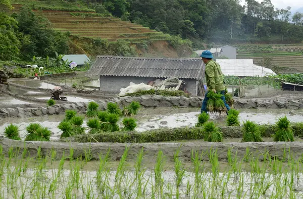Изображение Вьетнамца Работавшего Рисовом Поле Летний Сезон Долине Муонг Хоа Стоковое Изображение
