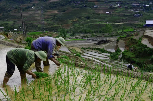 Αγρότης Hmong Που Φυτεύει Ρύζι Στη Βιετνάμ Φωτογραφία Αρχείου