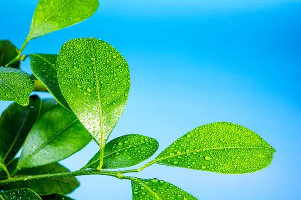 Mavi arkaplanda kalamondin yaprakları mandalina kumkuatı