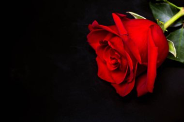 siyah bir arka plan üzerinde bir kırmızı gül