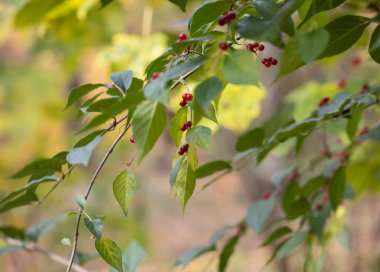 Hanımeli Şubesi çilek ile