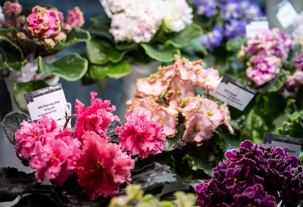 Ulusal Doğal Tarih Müzesi 'nde Ukrayna Ulusal Bilimler Akademisi' nde menekşeler sergisi