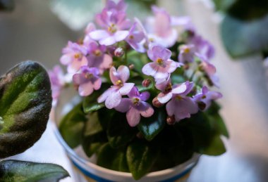 Tencerede açan bir menekşe