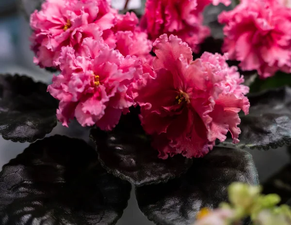 粉红紫罗兰花的遮掩 — 图库照片