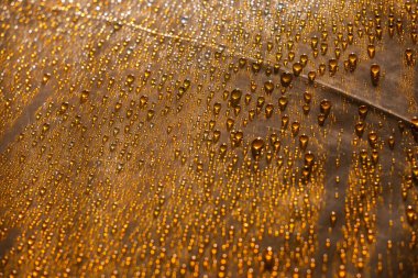 Damlacıklarla soyut desenli parlayan arkaplan